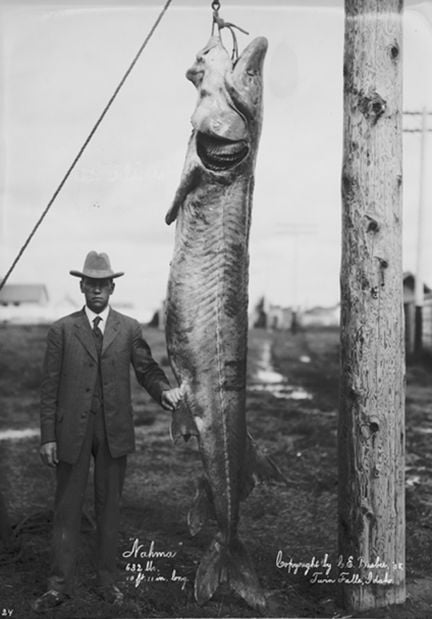 Snake River Sturgeon